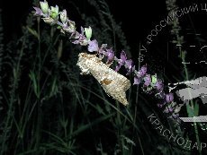 Катопта трипс 001